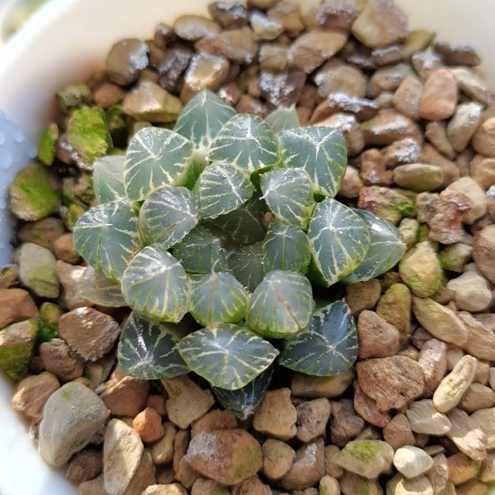 6号白霓虹灯糊斑一物一拍带盆土发货