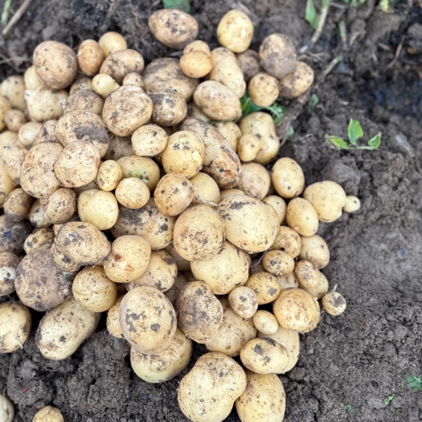 空山土豆 空山马铃薯 口感好洋芋很面