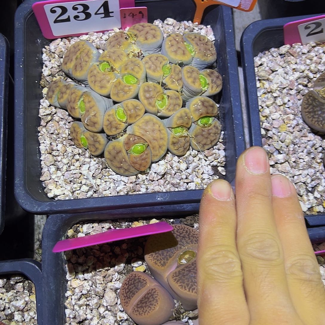 小***俞688 一物一拍，默认有伤，介意勿拍，不退不换