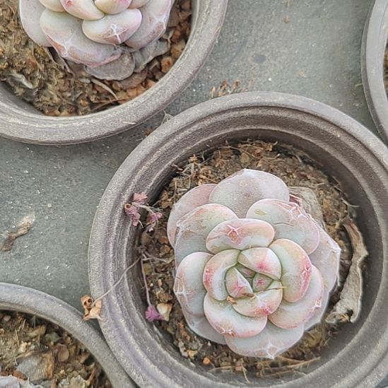 突尼斯单头30福利不售后