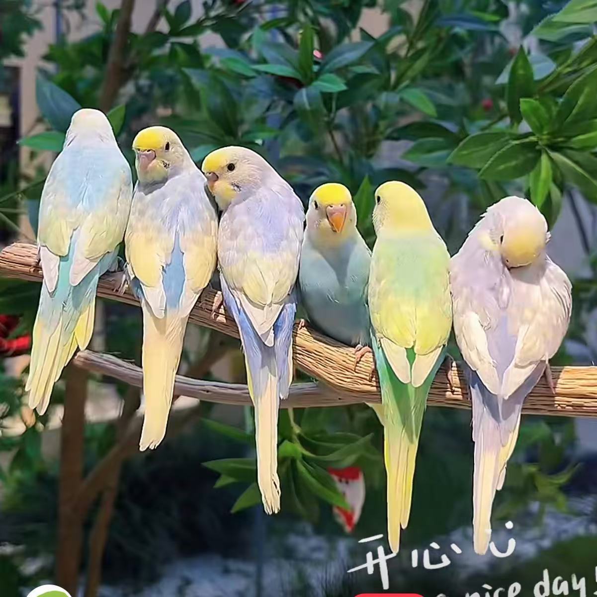 虎皮鹦鹉金彩高纯双金双显珍珠彩显