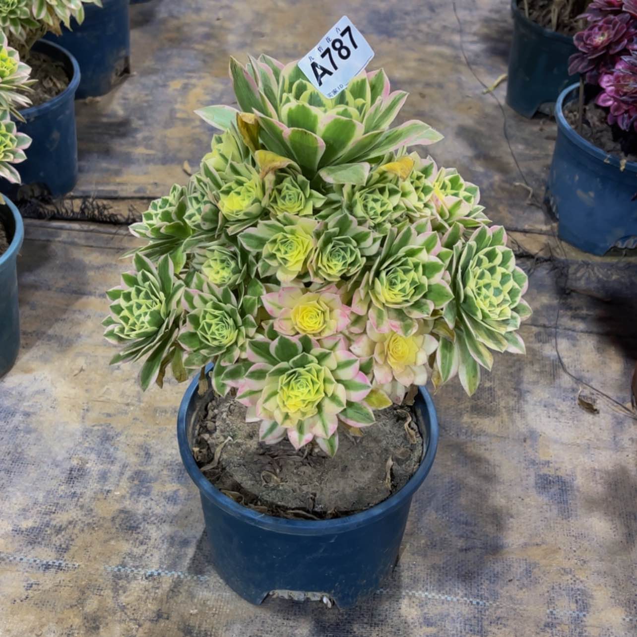 【闪购商品】787迈巴赫