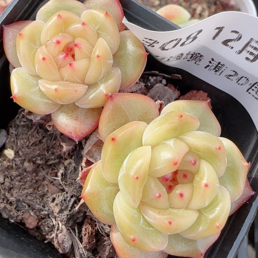 花语多肉1223-308晴川