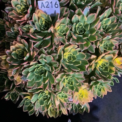 甜茶216脱土发货