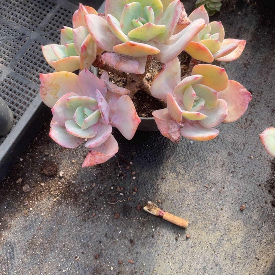 艾***园0518  白凤  六月六