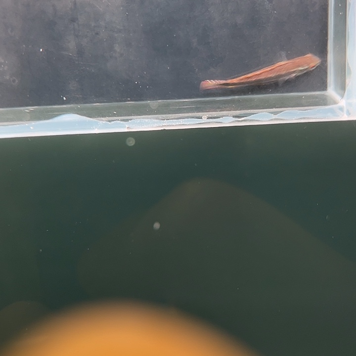 灯科鱼粉色牌7号 马蒂拉