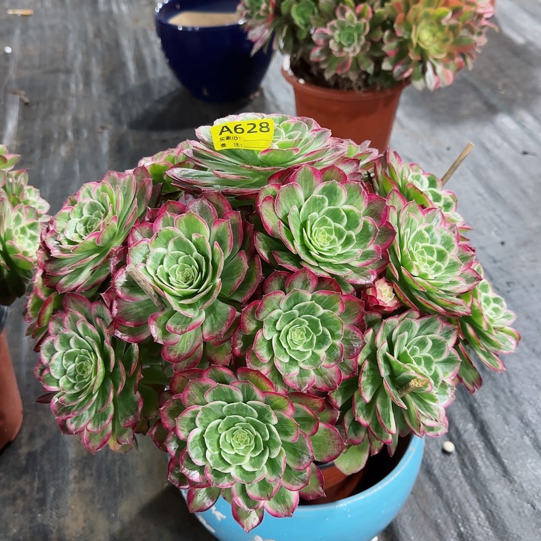 水晶莲花法师多肉植物628