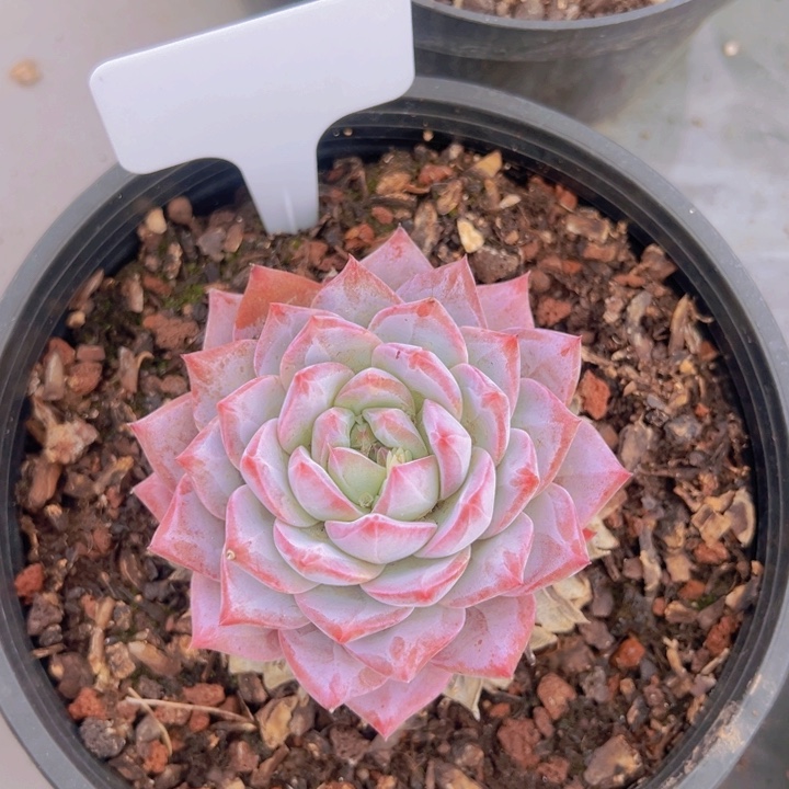 健健康康平平安安