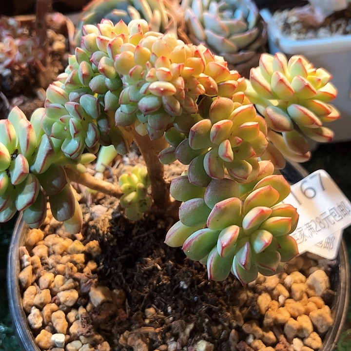 幸运的是我的朋友们一起