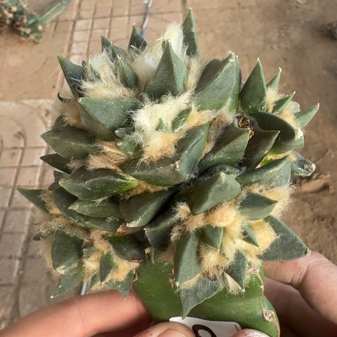 【闪购商品】大群头龙呀025