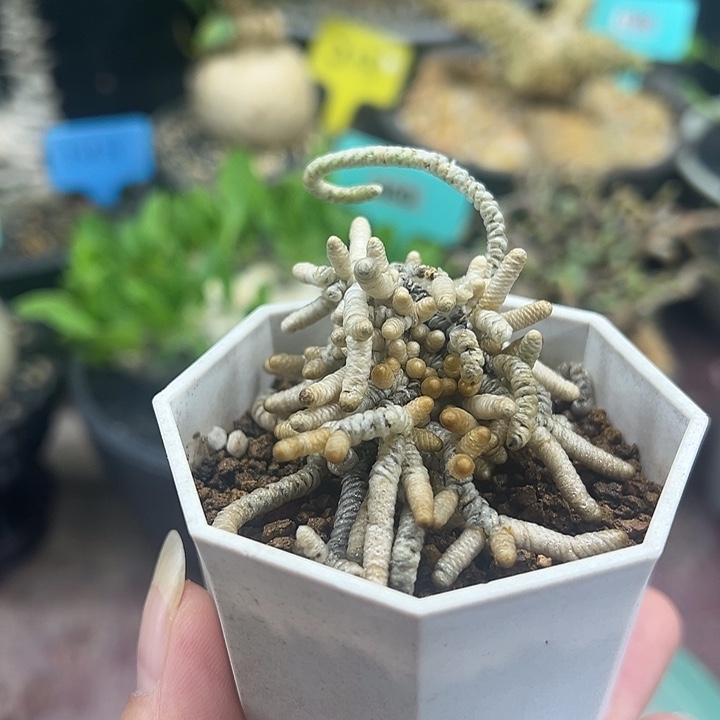 银蚕多肉植物一颗