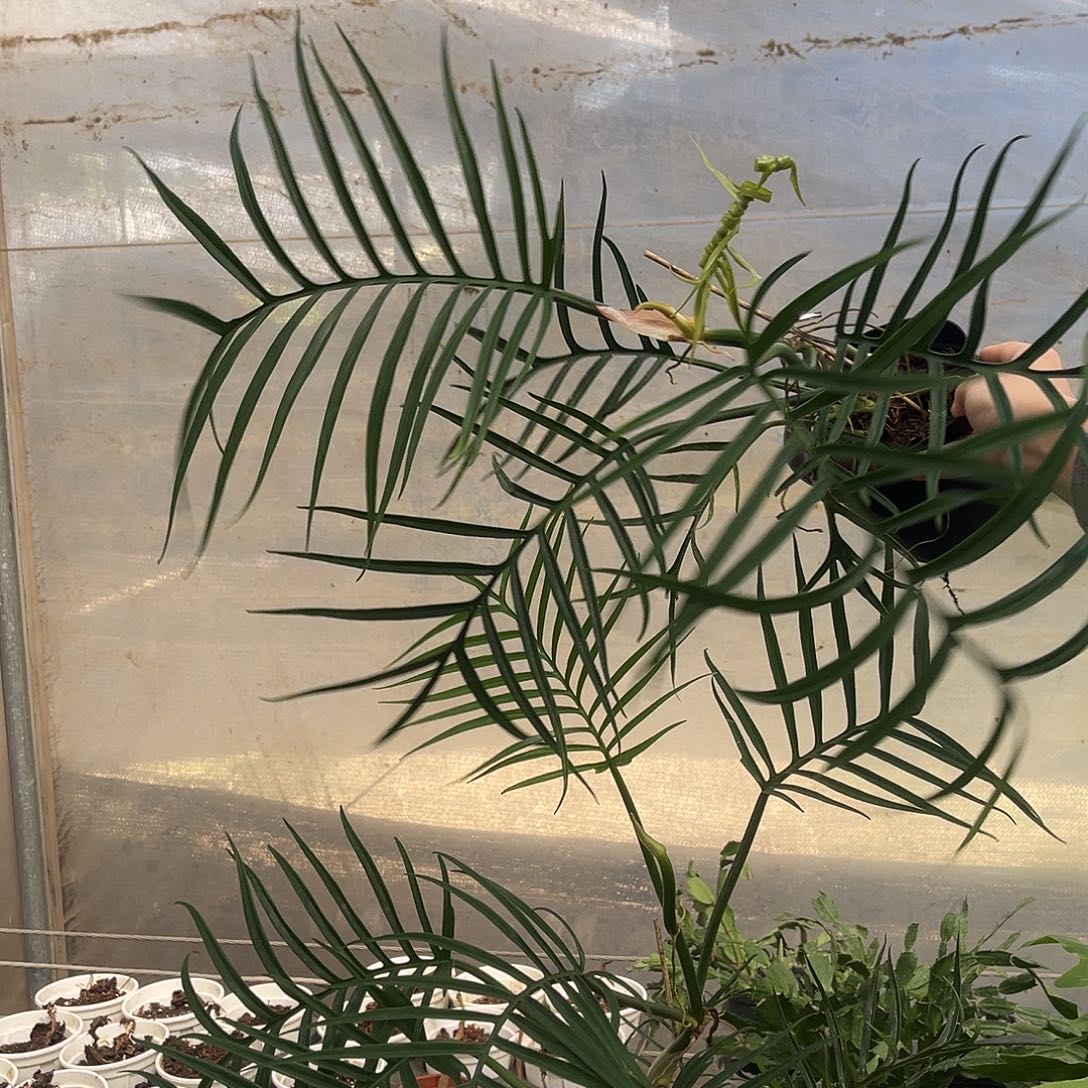 完全开放047鱼骨蔓绿绒