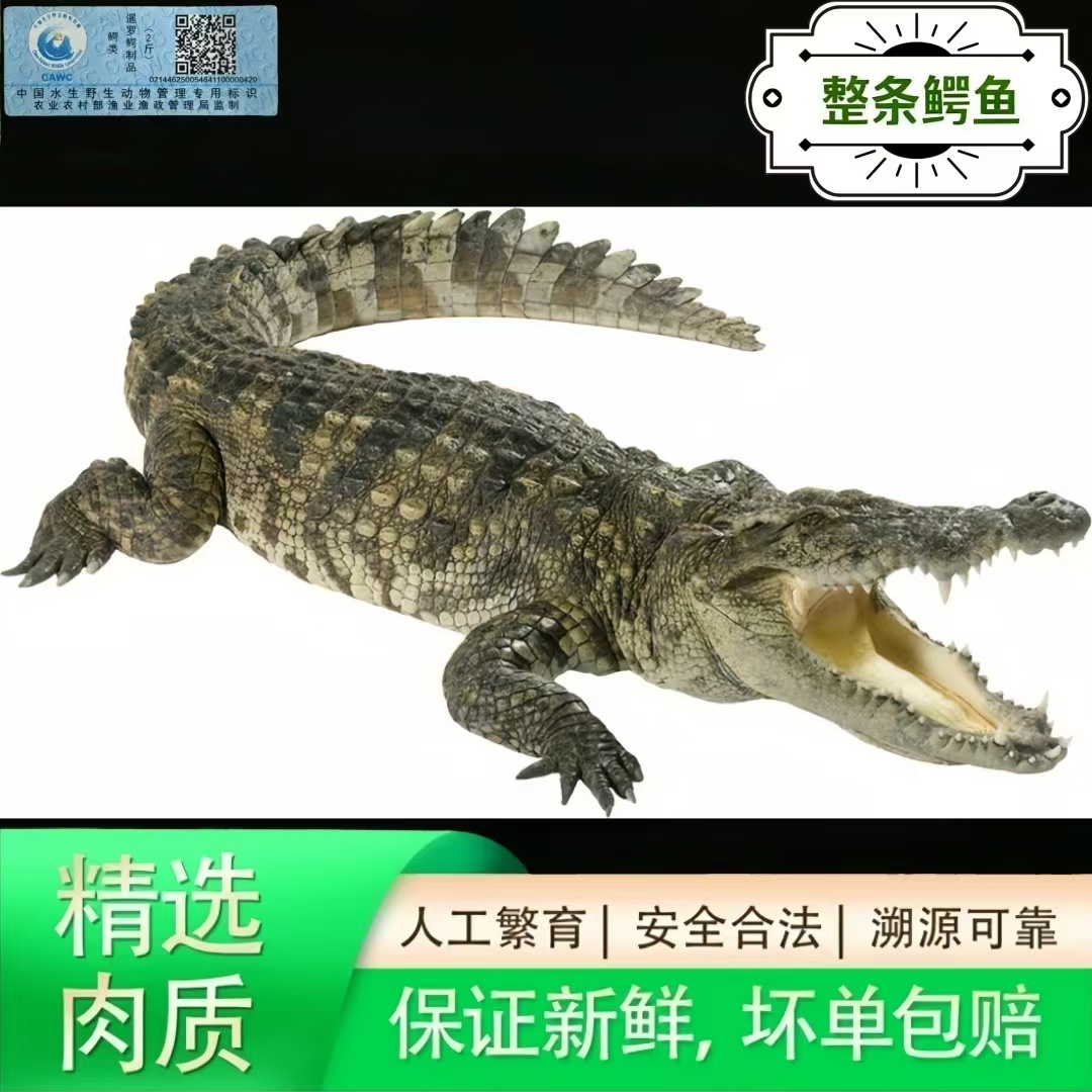 整条 活体称重 可火锅红烧煲汤 软糯Q弹