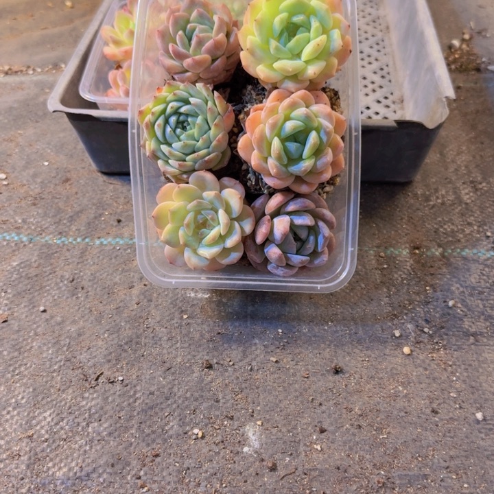 554，拼盘，多肉植物