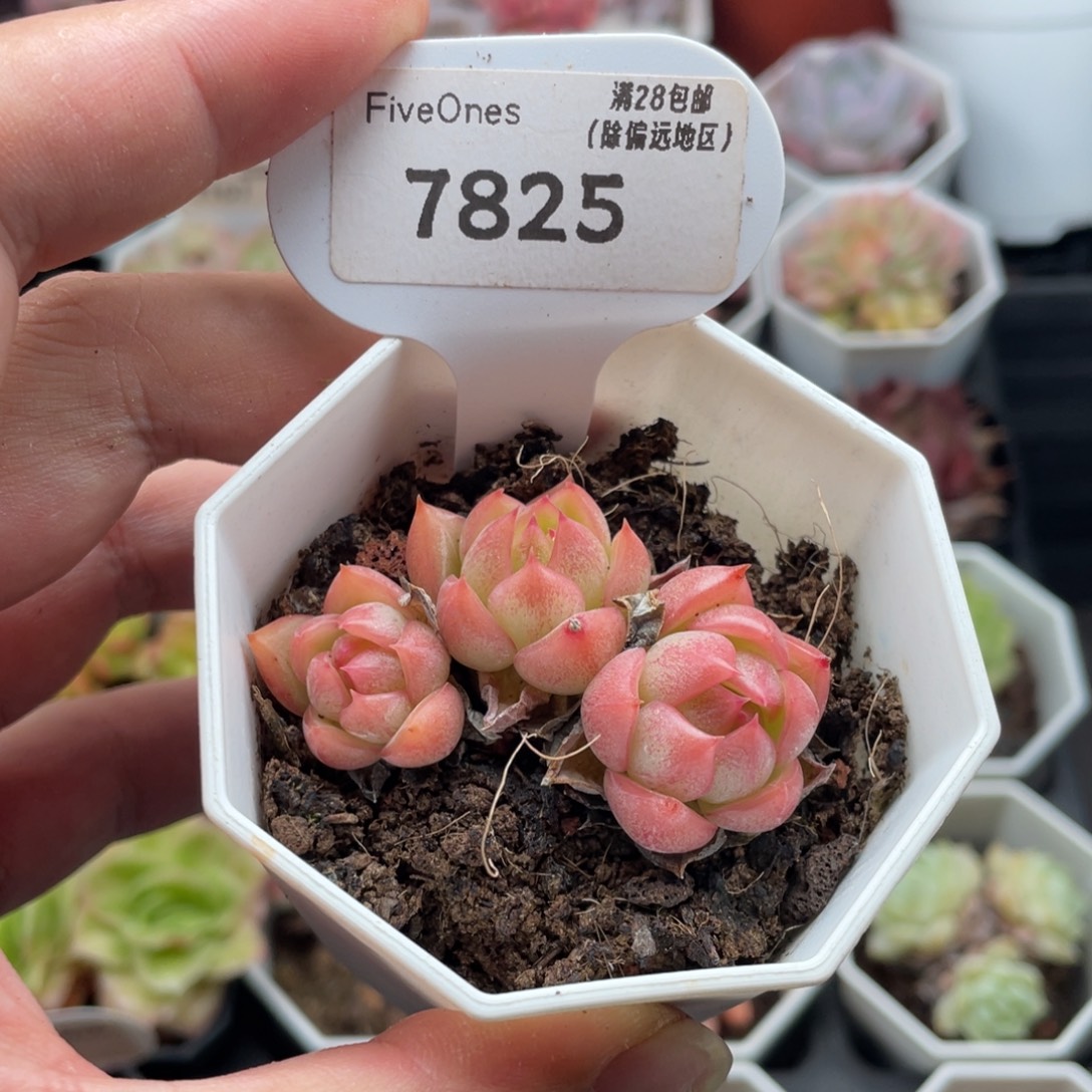 暮云7825-5.5厘米