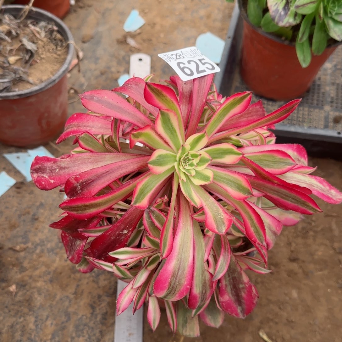 铜壶超白多肉625满28包邮断枝不包