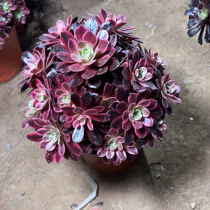 多肉植物法师婚纱39