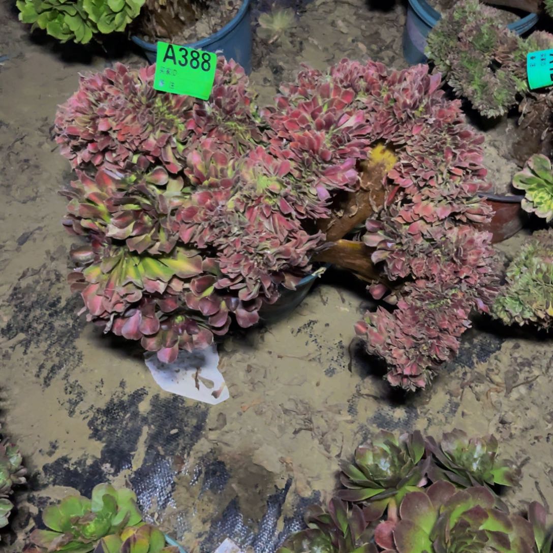 女巫中斑缀化1-15