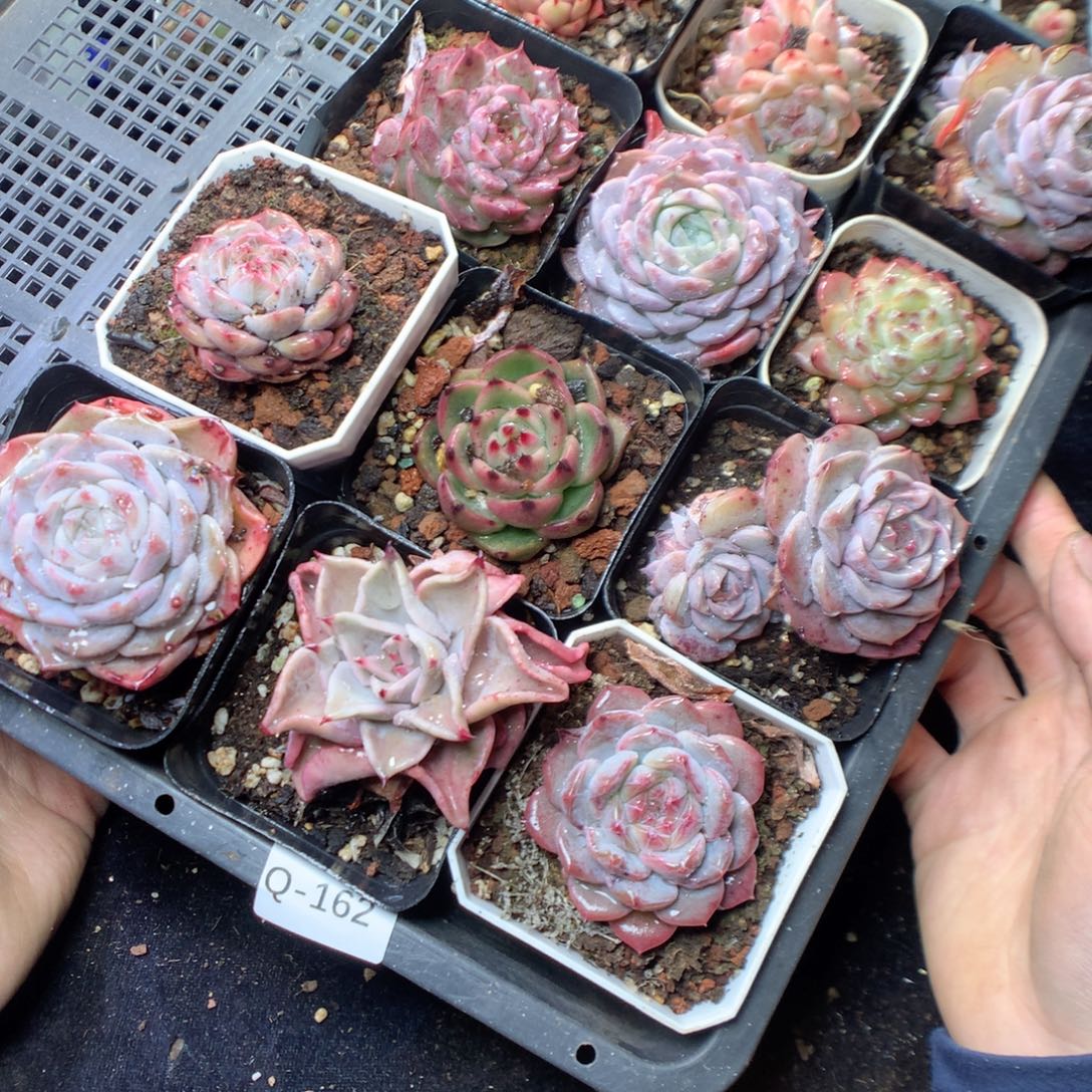 无花朵Q162。yyyyyyyyyyy