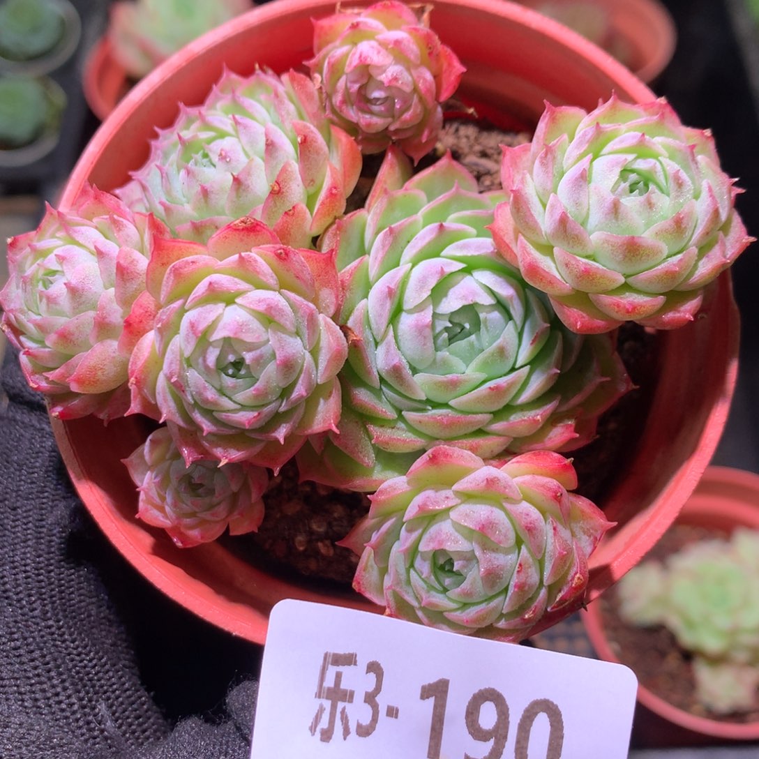 乐然 3-190 朱砂痣群 