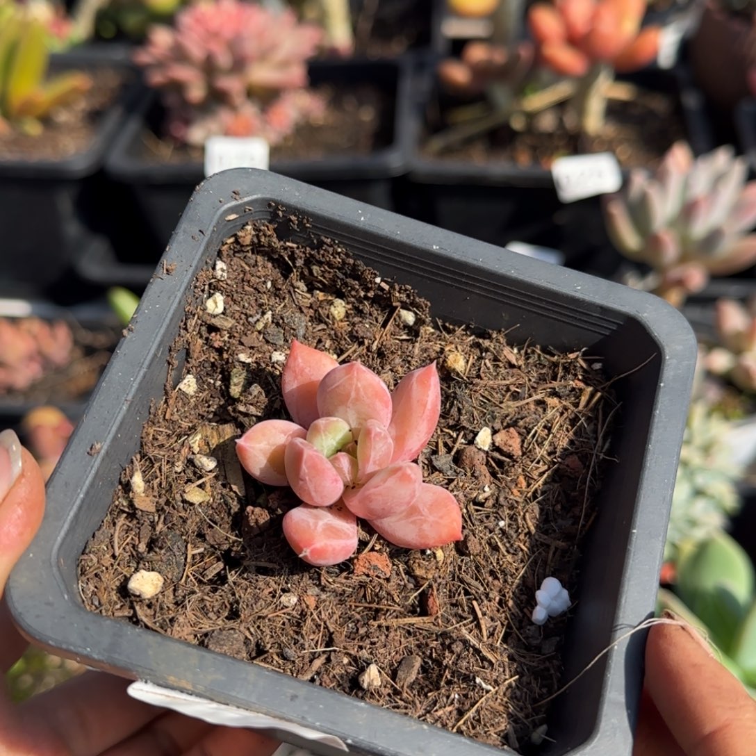 784号一物一拍一物一拍