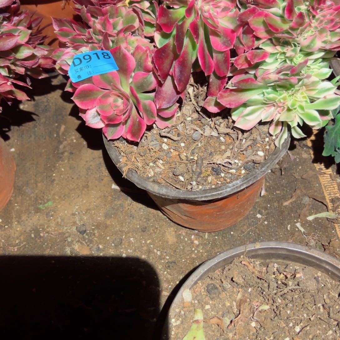 918 号多肉法师植物新年福利