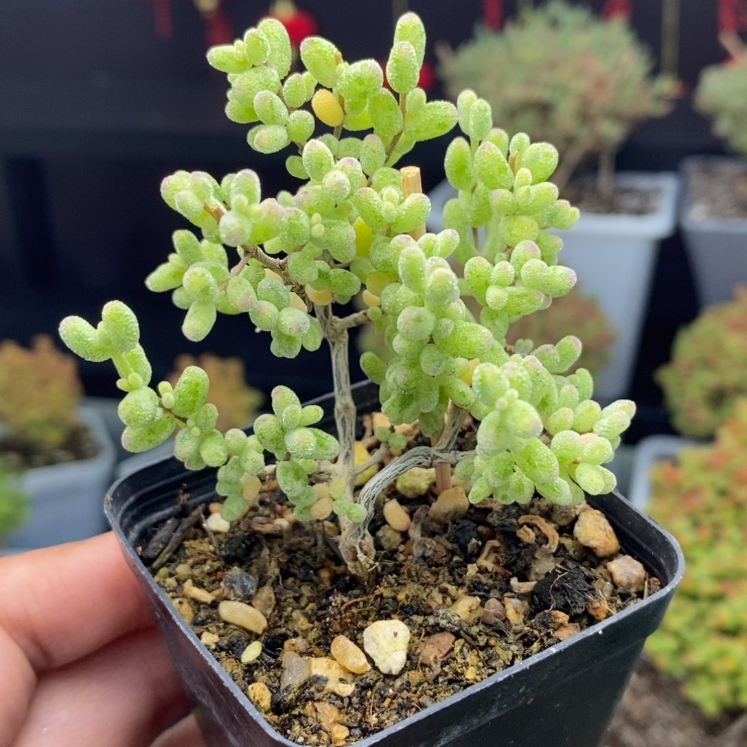 a115号糖球锦枝干