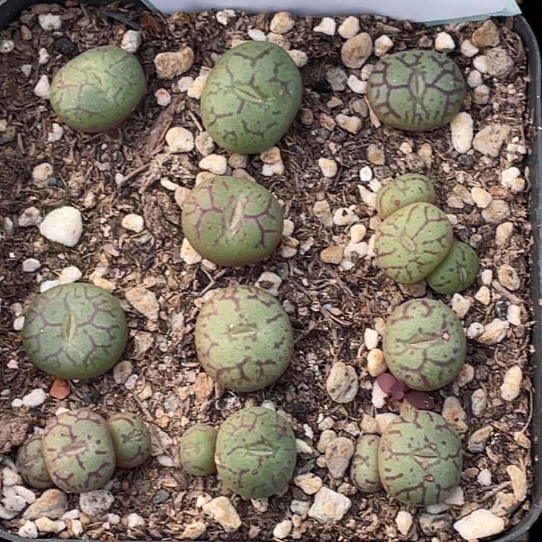 5-155青姬多肉植物