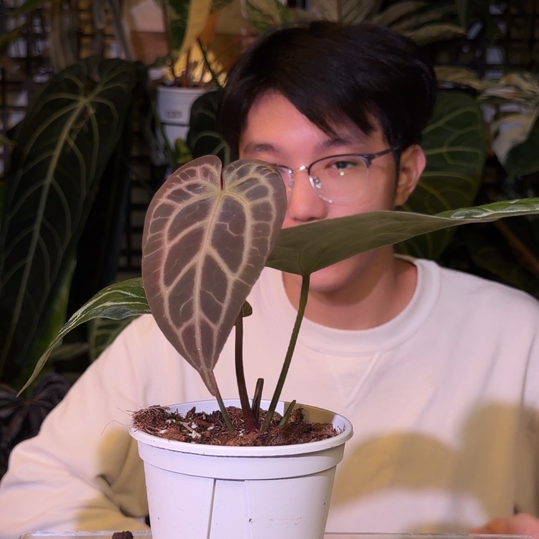 完全开放G138  哪吒杂狂想曲