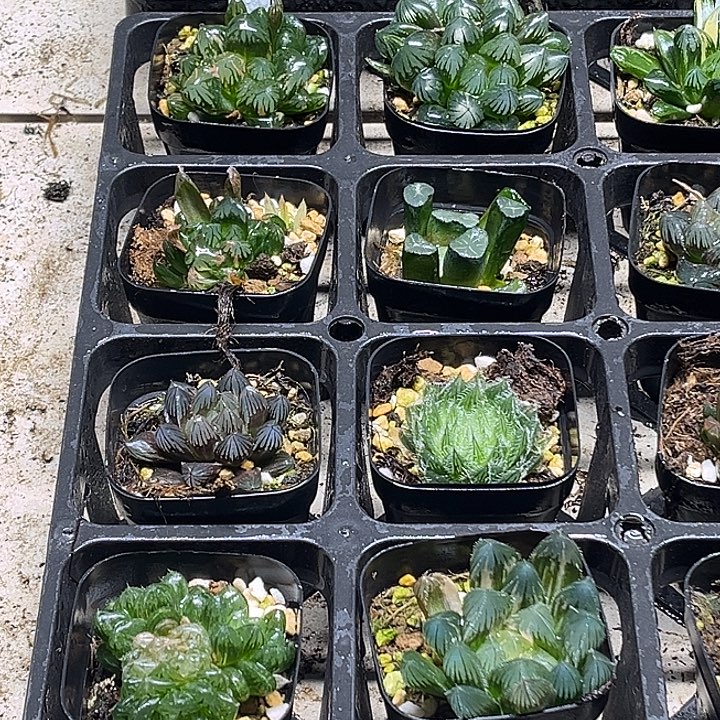 16 脱土发货8颗13.9包邮