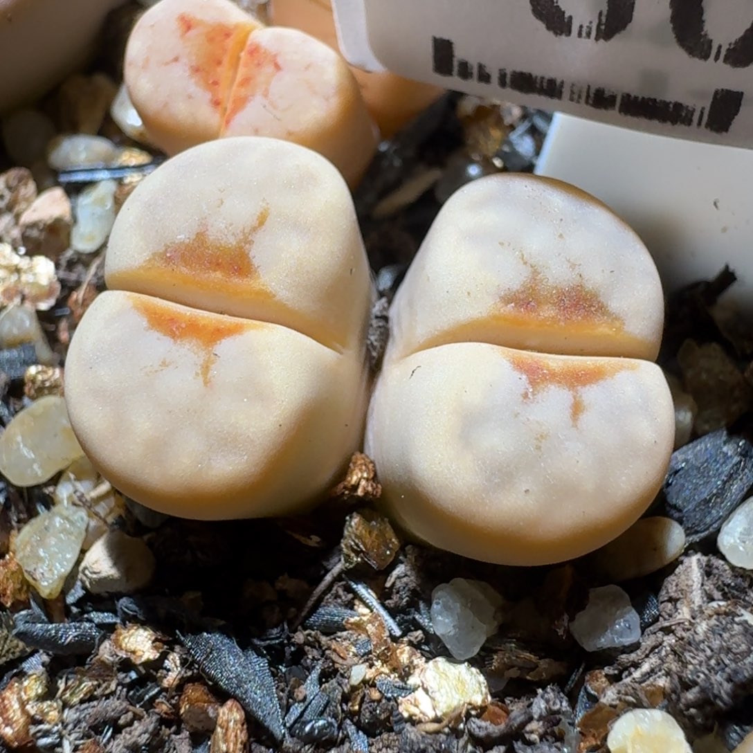 高品质生石花清清3024