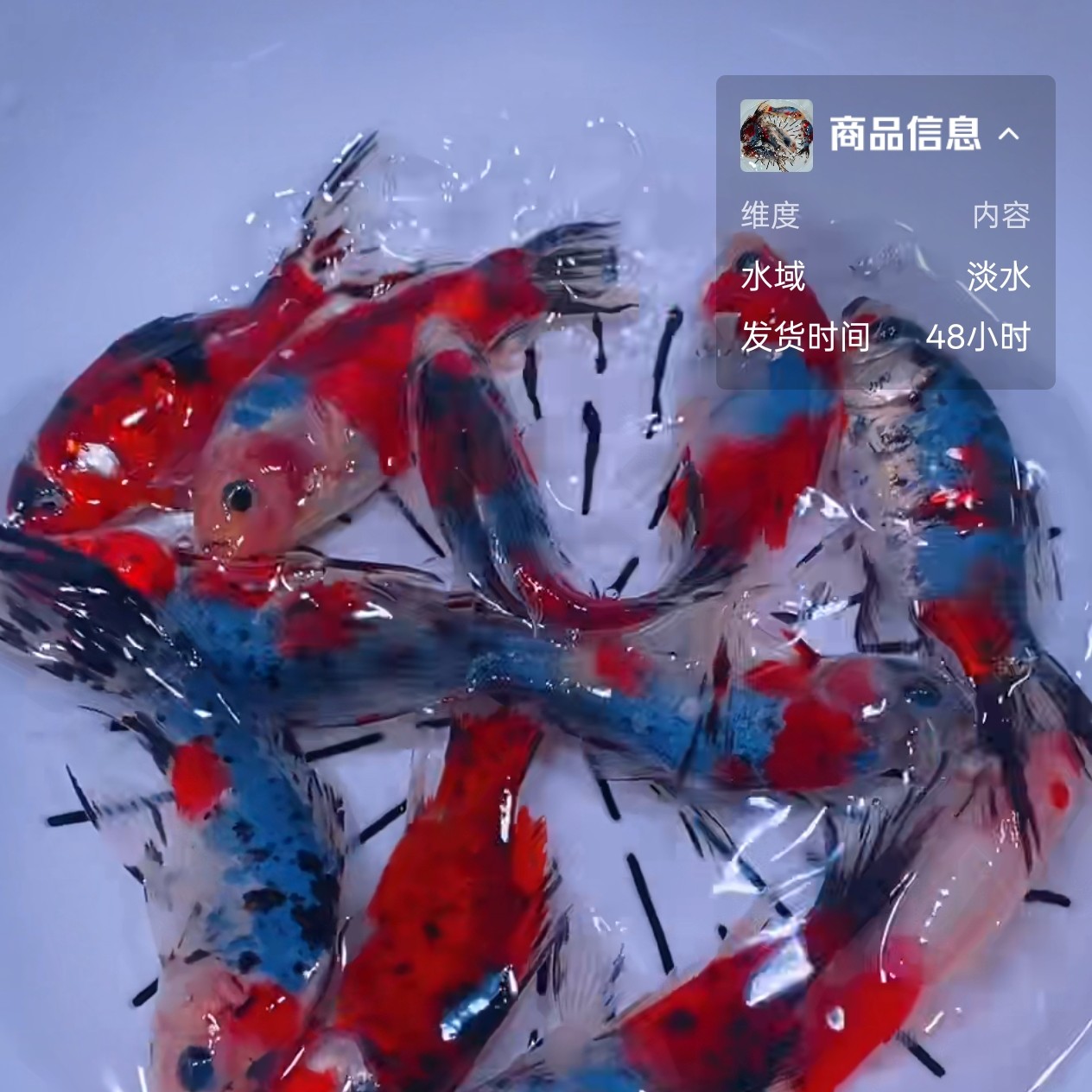 精品兰花草冷水观赏鱼好养耐活9-11厘米7大条