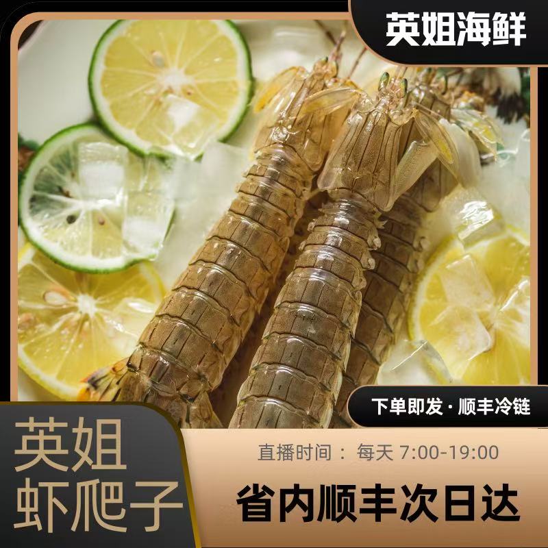 中大号虾爬子【仅限沈阳市内三环下单】下单上汽3分钟 保鲜不保活