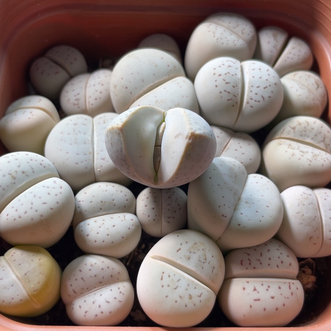 大盆特价一物一拍～10