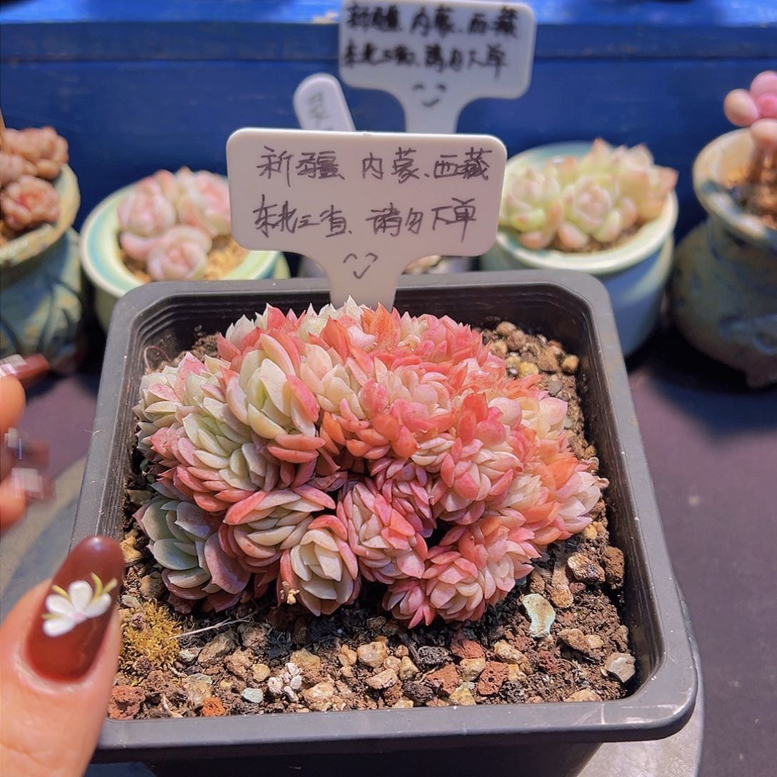 胭脂贝瑞，带盆发货，