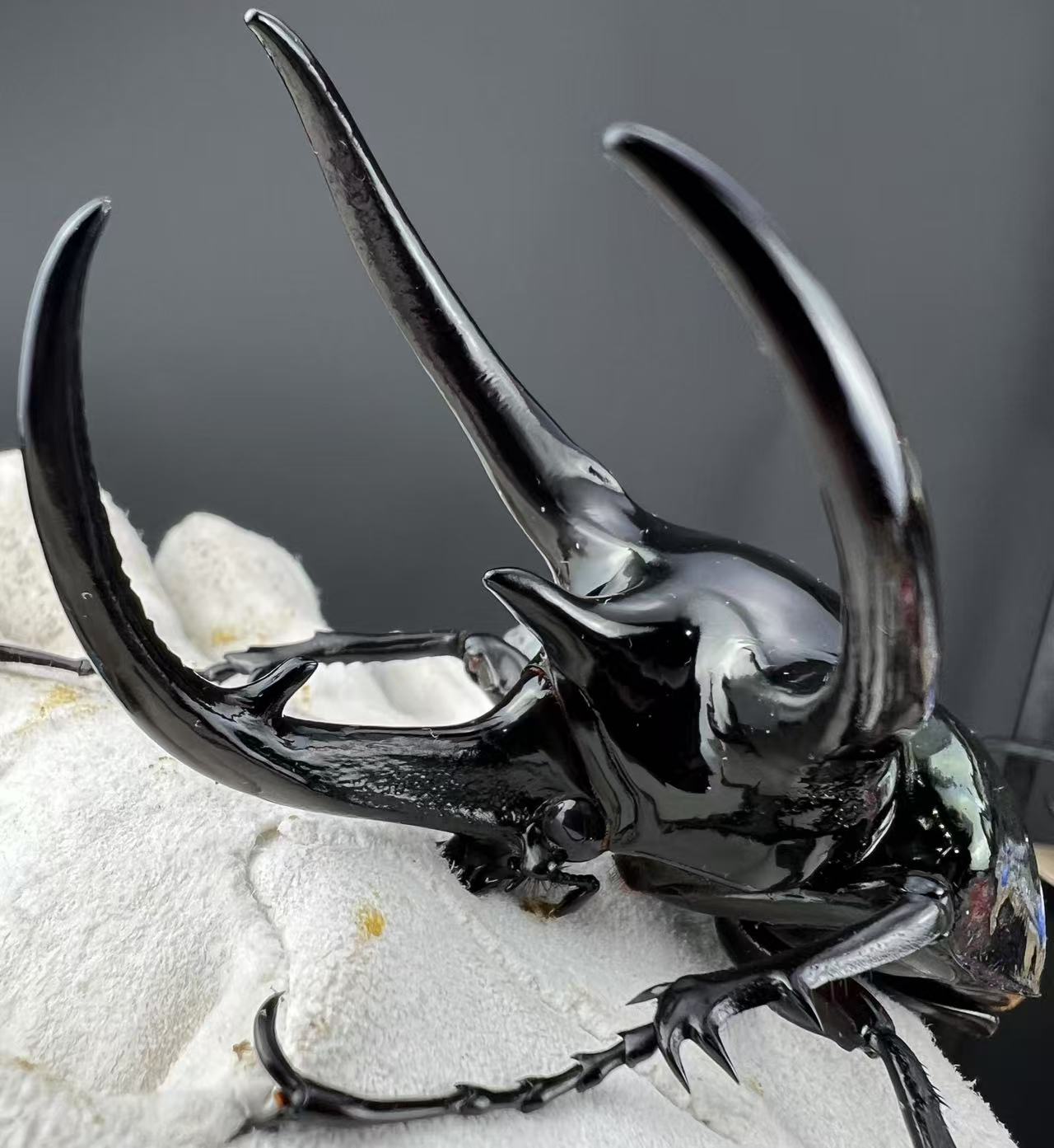 南洋甲虫幼虫木屑饲养罐（随机发l1-l2幼虫不分公母）