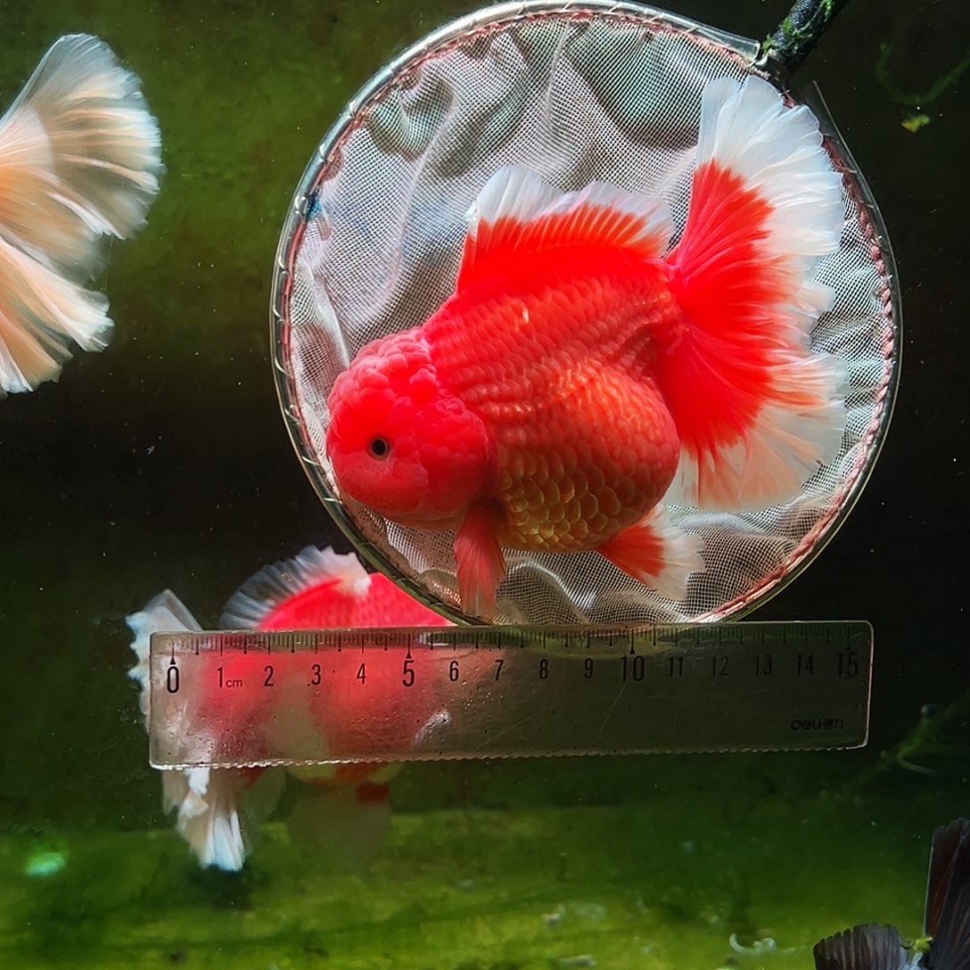 金鱼冷水金鱼百褶泰狮