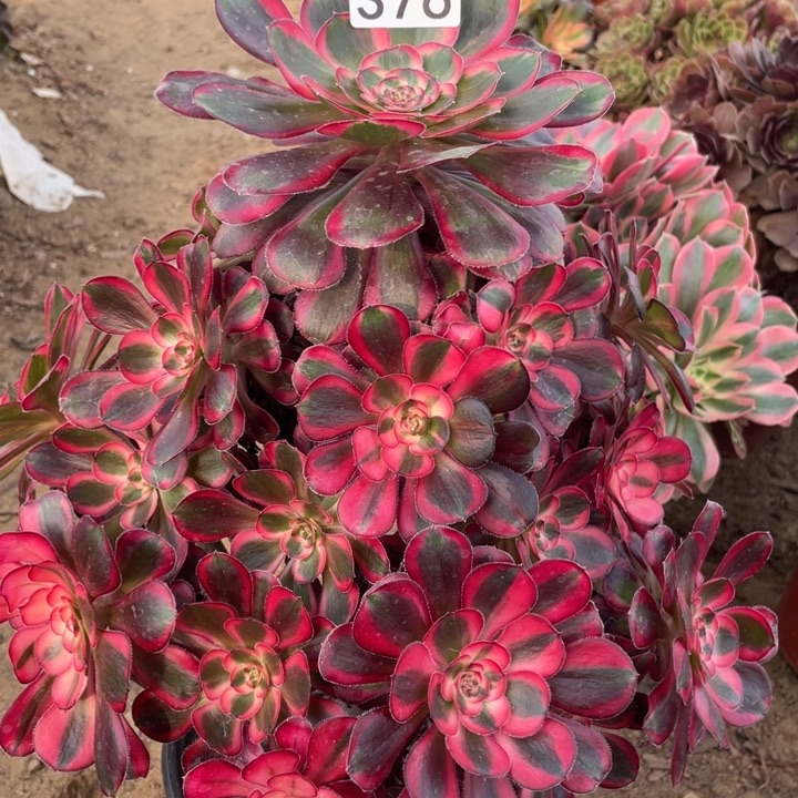 无花朵376香奶奶多肉植物