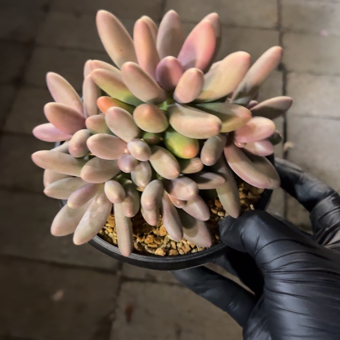 糖果美人111111111111111111111