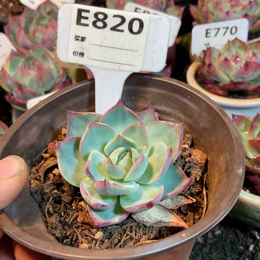 惊鸿一瞥820号楼多肉