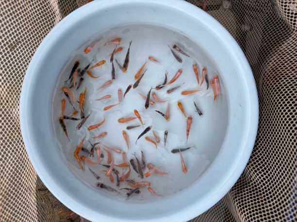 纯种锦鲤观赏鱼2到3公分左右随机220条