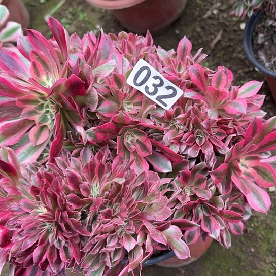 顾***商多肉植物一个女巫032