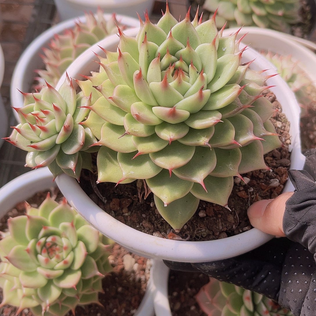 明****明天会更好999999999