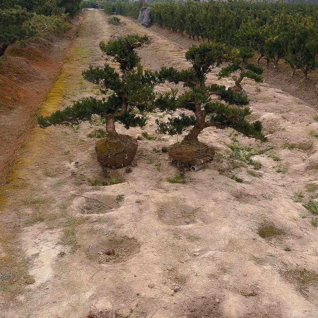 罗汉松盆景艺术灵*