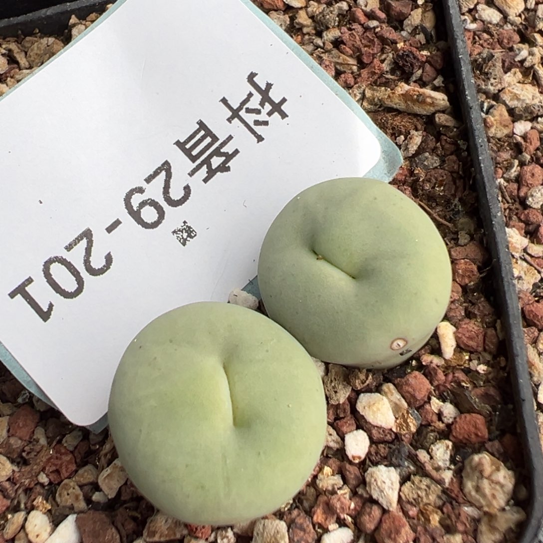 佛***怀29-201肉锥多肉植物，