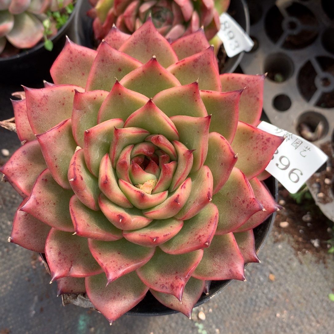 7896新年快乐发发发