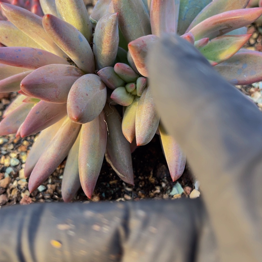 啊**y虞美人发货11111111