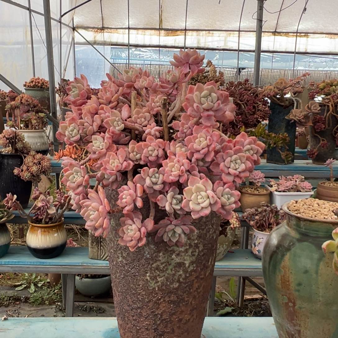 精品克洛伊妖桩 裸根