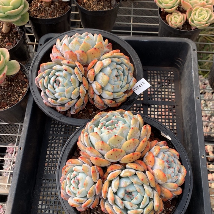 122411两个嗯嗯嗯嗯嗯好