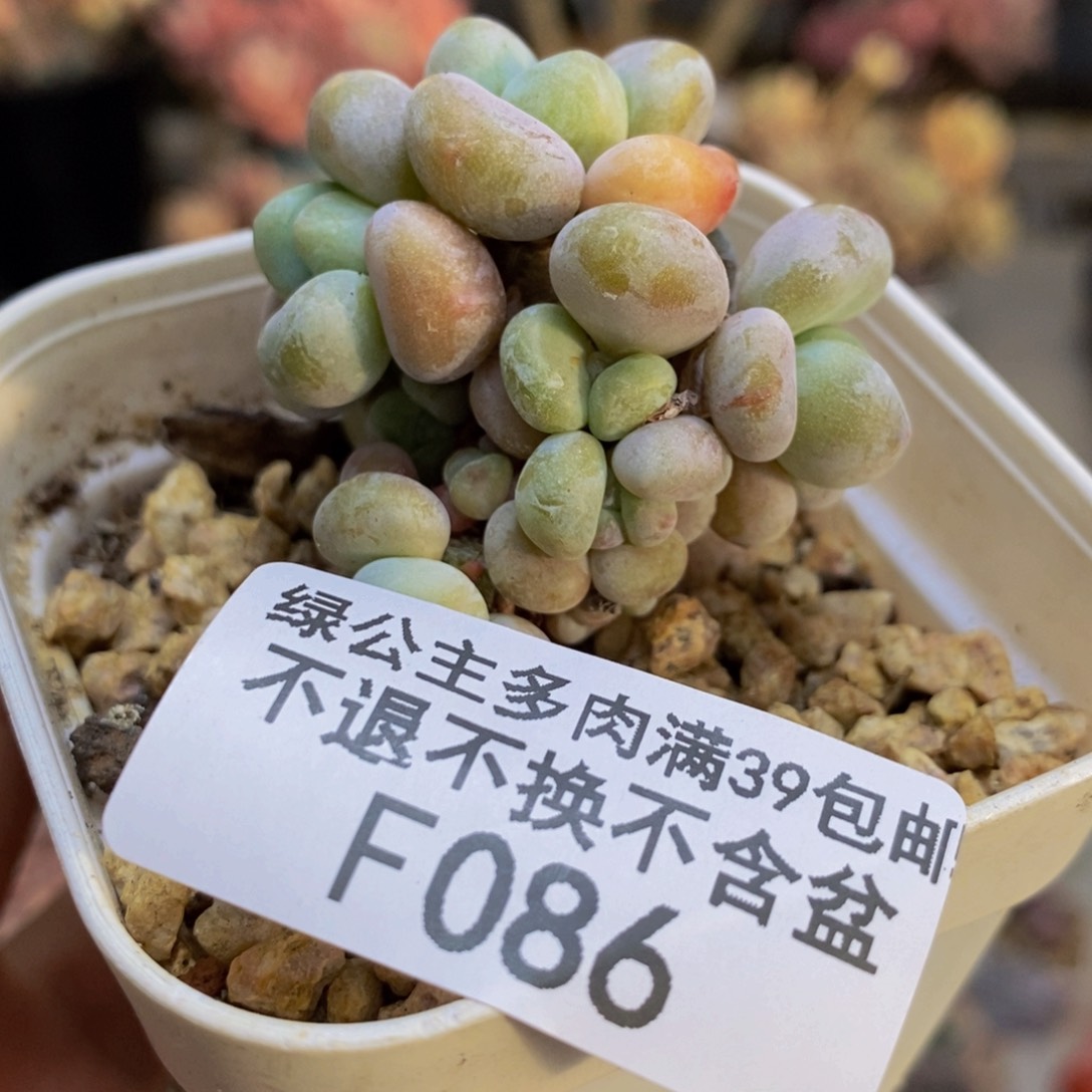 086小团子多肉5c m